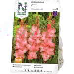 Vårlök Nelson Garden Storblommig gladiolus Princess Lee