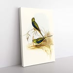 Big Box Art Blue-Banded Grass-Parakeets by Elizabeth Gould Canvas Wall Art Print Ready to Hang Picture, 76 x 50 cm (30 x 20 Inch), White, Gold, Cream, Black
