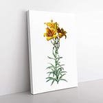 Big Box Art Fire Lily Flowers by Pierre-Joseph Redoute Canvas Wall Art Print Ready to Hang Picture, 76 x 50 cm (30 x 20 Inch), White, Green, Beige, Yellow, Cream