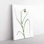 Big Box Art Garlic Flower in Bloom by Pierre-Joseph Redoute Canvas Wall Art Print Ready to Hang Picture, 76 x 50 cm (30 x 20 Inch), White, Beige, Green