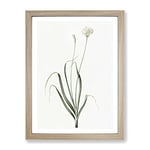Hairy Garlic Flowers By Pierre Joseph Redoute Vintage Framed Wall Art Print, Ready to Hang Picture for Living Room Bedroom Home Office Décor, Oak A3 (34 x 46 cm)