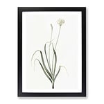Hairy Garlic Flowers By Pierre Joseph Redoute Vintage Framed Wall Art Print, Ready to Hang Picture for Living Room Bedroom Home Office Décor, Black A4 (34 x 25 cm)
