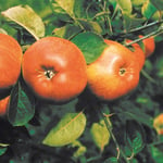 Omnia Garden Äppelträd Cox Pomona Äpple Pomona, co, inkl. uppbindnings kit GTG25290U