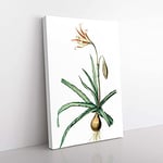 Big Box Art Amaryllis Broussonetii Flowers by Pierre-Joseph Redoute Canvas Wall Art Print Ready to Hang Picture, 76 x 50 cm (30 x 20 Inch), White, Green