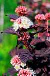 Smällspirea Tiny Wine, 10-p