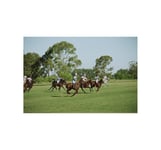 Polo Match