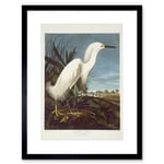 Audubon Snowy Heron Birds of America Great Egret Coastal Bird Portrait Illustration Artwork Framed Wall Art Print 12X16 Inch