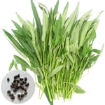 P12cheng Plant Seed 500 Pcs / Bag Water Spinach Seeds Plant in Spring Humidity Prefer Nutritious Natural Water Spinach Seeds for Home - Water Spinach Seeds