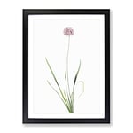 Mouse Garlic Flower By Pierre Joseph Redoute Vintage Framed Wall Art Print, Ready to Hang Picture for Living Room Bedroom Home Office Décor, Black A3 (34 x 46 cm)