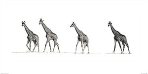 Art Group The Mario Moreno (The Giraffes) -Art Print 50 X 100cm, Paper, Multicoloured, 50 x 100 x 1.3 cm