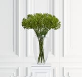 Allium snittblomma grön