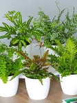 Fern Indoor House Plant Collection - 3 Plants