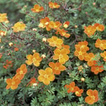 Omnia Garden Prydnadsbuske Ölandstok Orangegul Potentilla fruticosa Hopleys Orange, 3-pack GTG21520-3