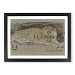 Big Box Art Study of A Tiger Vol.1 by John Macallan Swan Framed Wall Art Picture Print Ready to Hang, Black A2 (62 x 45 cm)