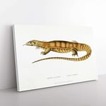 Big Box Art Yellow Monitor Lizard by John Edward Gray Canvas Wall Art Print Ready to Hang Picture, 76 x 50 cm (30 x 20 Inch), White, Cream