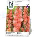 Vårlök Nelson Garden Storblommig gladiolus Sochi