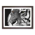 Big Box Art Eyes of The Tiger Painting Framed Wall Art Picture Print Ready to Hang, Walnut A2 (62 x 45 cm)