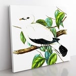 Torres Strait Fruit Pigeon Bird by Elizabeth Gould Vintage Canvas Wall Art Print Ready to Hang, Framed Picture for Living Room Bedroom Home Office Décor, 50x50 cm (20x20 Inch)