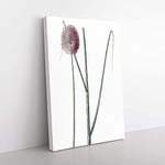 Big Box Art Leek Flower by Pierre-Joseph Redoute Canvas Wall Art Print Ready to Hang Picture, 76 x 50 cm (30 x 20 Inch), White, Grey