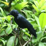 Plume animale artificielle Faux oiseau noir Taxidermy décor pour vacances et jardin ornement d'affichage