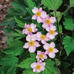 Höstanemon 'Robustissima' 10-p
