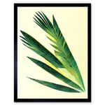 Fan Palm Tree Leaf Modern Abstract Illustration Art Print Framed Poster Wall Decor 12x16 inch
