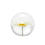 In Flore Daisy Pappersvikt Vit