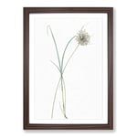 Big Box Art Pale Garlic Flowers by Pierre-Joseph Redoute Framed Wall Art Picture Print Ready to Hang, Walnut A2 (62 x 45 cm)