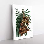 Big Box Art Date Palm by Pierre-Joseph Redoute Canvas Wall Art Print Ready to Hang Picture, 76 x 50 cm (30 x 20 Inch), White, Green, Cream, Green, Beige