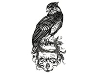 Fågel Och Dödskalle Tatuering.
