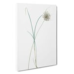 Big Box Art Pale Garlic Flowers by Pierre-Joseph Redoute Canvas Wall Art Framed Picture Print, 30 x 20 Inch (76 x 50 cm), White, Grey, Beige