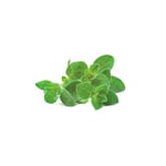 Click and Grow And Smart Garden Refill 3-pack - Oregano