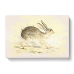 Vintage Joseph Wolf Black-tailed Jack-rabbit Canvas Print for Living Room Bedroom Home Office Décor, Wall Art Picture Ready to Hang, 30 x 20 Inch (76 x 50 cm)