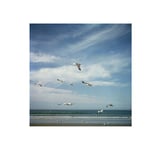 San Diego Gulls