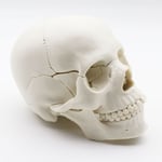 Mänsklig skalle anatomisk modell, livstorlek replika vuxen mänsklig anatomi huvudmodell med avtagbar skallelock och artikulerad mandibel