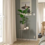 IKEA STRELITZIA krukväxt 19 cm