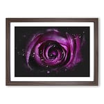 Big Box Art Purple Rose Flower Vol.2 Paint Splash Framed Wall Art Picture Print Ready to Hang, Walnut A2 (62 x 45 cm)