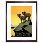 Wee Blue Coo Vintage Ad National Park Preserve Wildlife Goat Usa Framed Wall Art Print