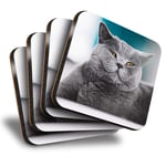 Destination Vinyl ltd Great Coasters (Set of 4) Square - Grey British Shorthair Cat Kitten Drink Glossy Coasters/Tabletop Protection for Any Table Type #45244