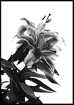 Paper town BLACK AND WHITE FLOWER - Poster 50x70 cm