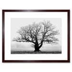 Black and White Nature Photograph of an Old Branchy Tree in a Misty Morning Landscape Framed Wall Art Print Picture 12X16 inch