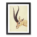 Vintage H Johnston Grant'S Gazelle Vintage Framed Wall Art Print, Ready to Hang Picture for Living Room Bedroom Home Office Décor, Black A4 (34 x 25 cm)