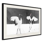 Arkiio Poster Affisch Dancing Cranes - [Poster] 45x30