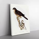 West Australian Goshawk Bird By Elizabeth Gould Vintage Canvas Wall Art Print Ready to Hang, Framed Picture for Living Room Bedroom Home Office Décor, 50x35 cm (20x14 Inch)