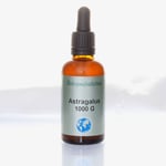 Astragalus