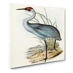 Australian Crane by Elizabeth Gould Vintage Canvas Wall Art Print Ready to Hang, Framed Picture for Living Room Bedroom Home Office Décor, 20x20 Inch (50x50 cm)