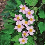 Höstanemon 'Robustissima' 1-p