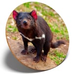 1 x Cute Tasmanian Devil Animal - Round Coaster Kitchen Student Kids Gift 2201