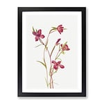 Farewell To Spring Flowers By Mary Vaux Walcott Vintage Framed Wall Art Print, Ready to Hang Picture for Living Room Bedroom Home Office Décor, Black A4 (34 x 25 cm)