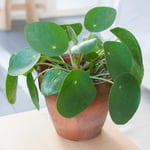 Decorative Pilea Peperomioides Evergreen Indoor Houseplant 20-30cm (Incl. Pot)
